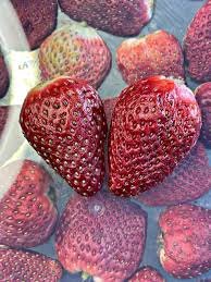 تصویر 1 از توت فرنگی خشک حرارتی کیفیت بی نظیر